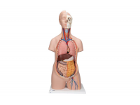 model ludzkiego serca naturalnej wielkości, 5 części z przedstawieniem skurczu - 3b smart anatomy kat.1010006 g01 3b scientific modele anatomiczne 13